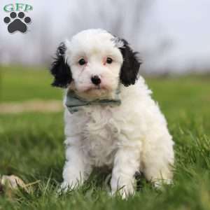 Mason, Cavapoo Puppy